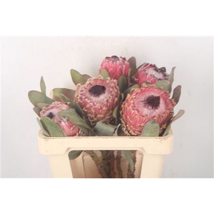 Protea Barbigera