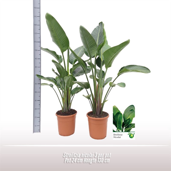 <h4>Strelitzia nicolai 3 per pot</h4>