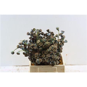 EUCA GLOBULUS PER BUNCH