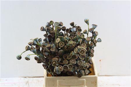 <h4>EUCA GLOBULUS PER BUNCH</h4>