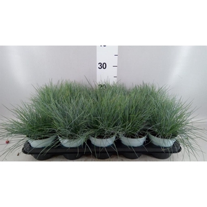 Festuca glauca 'Compacta Blue'