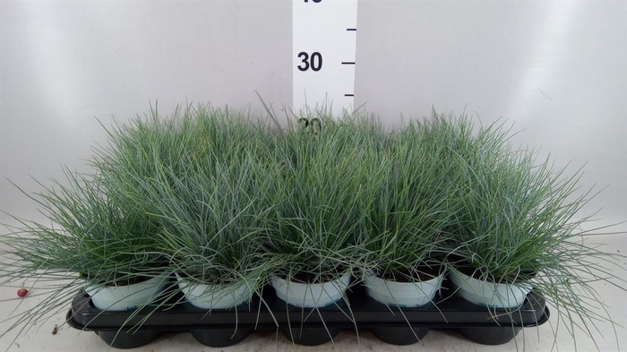 <h4>Festuca glauca 'Compacta Blue'</h4>