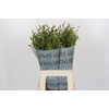 Chasmanthium Green