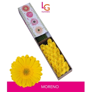 Germini Moreno Doos