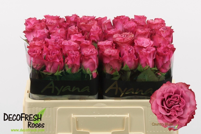 <h4>R Gr Country Blues</h4>