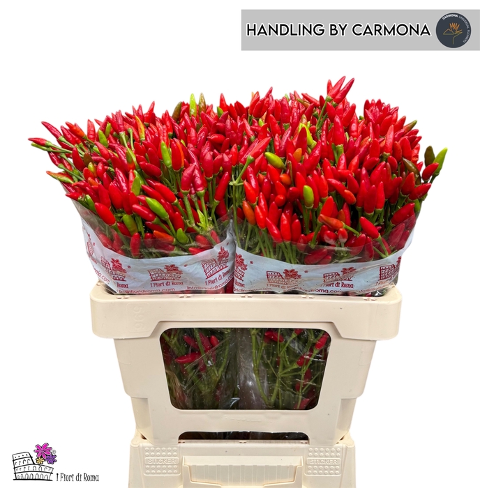 <h4>CAP RED FIRE</h4>