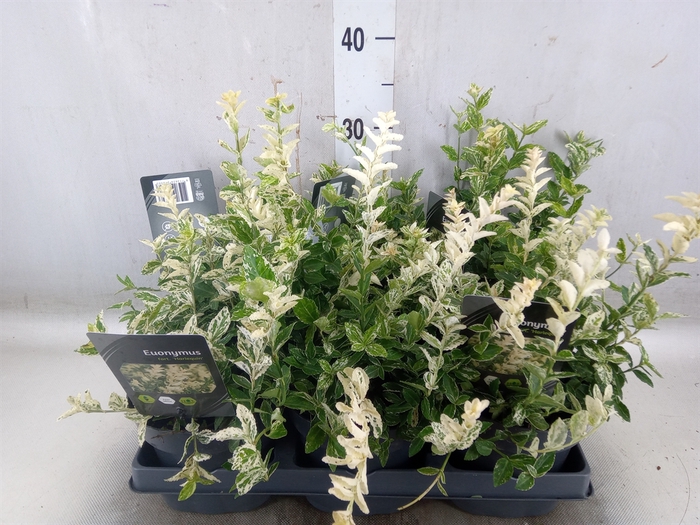 <h4>Euonymus fortunei 'Harlequin'</h4>
