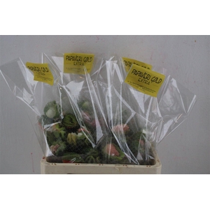 Papaver Mixed Extra P Stem