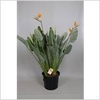 STRELITZIA REGINAE
