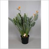 STRELITZIA REGINAE