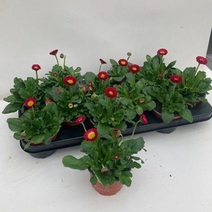 BELLIS P KL SP PL RE