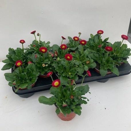 <h4>BELLIS P KL SP PL RE</h4>