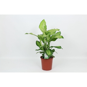 Dieffenbachia Ivory Green