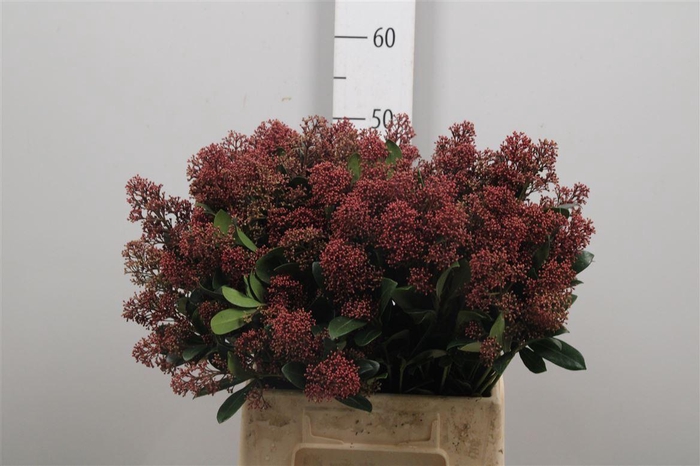 <h4>Skim J Rubella Bs</h4>