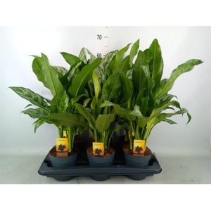 Aglaonema   ...
