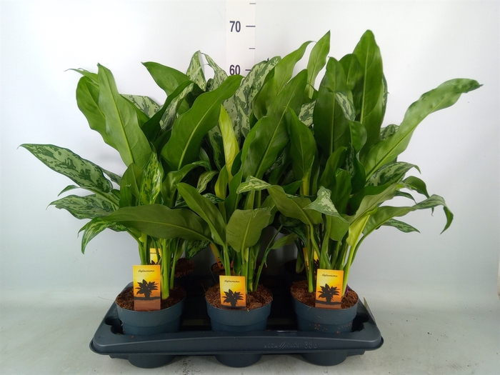 <h4>Aglaonema   ...</h4>