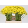 Allium Moly Jeannine