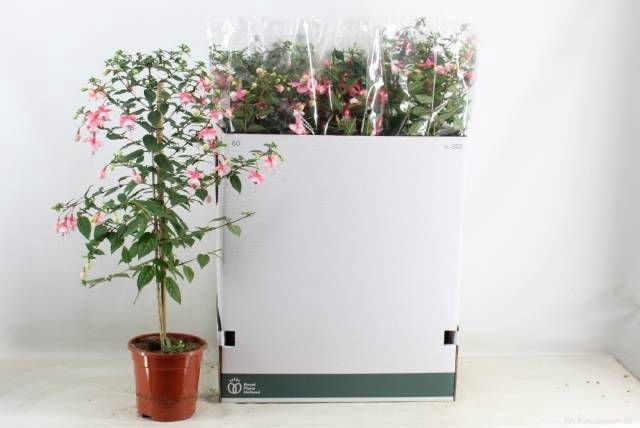 <h4>FUCHSIA OV</h4>