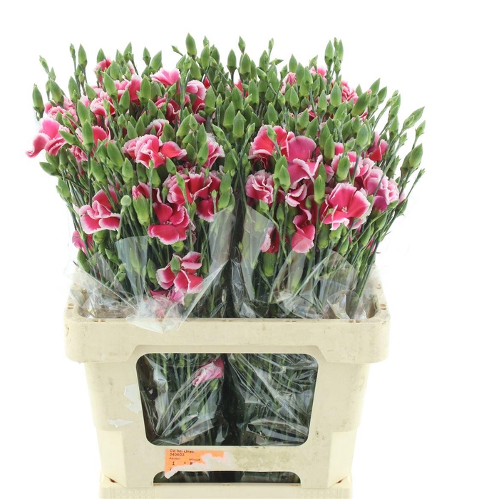 <h4>Di Tr Simply Cherry Extra</h4>