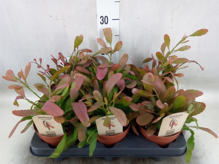 <h4>Rhipsalis   ...</h4>