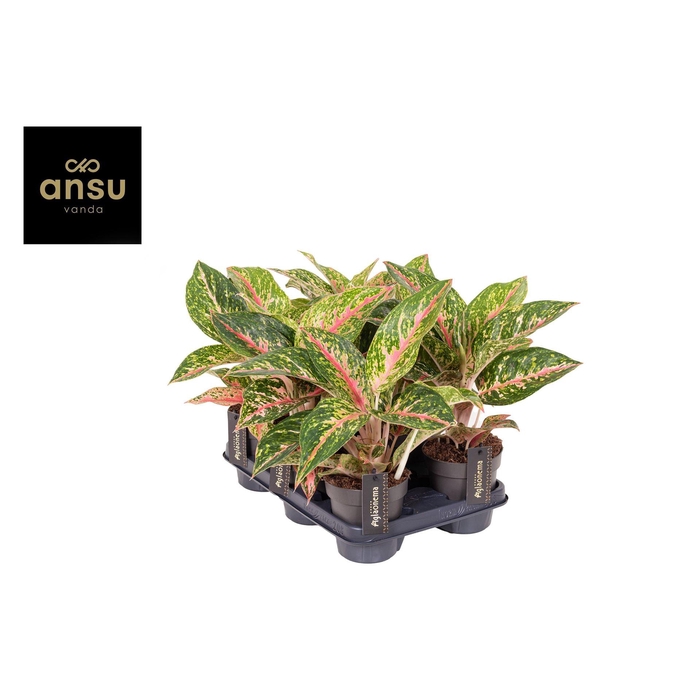 <h4>Aglaonema ...</h4>