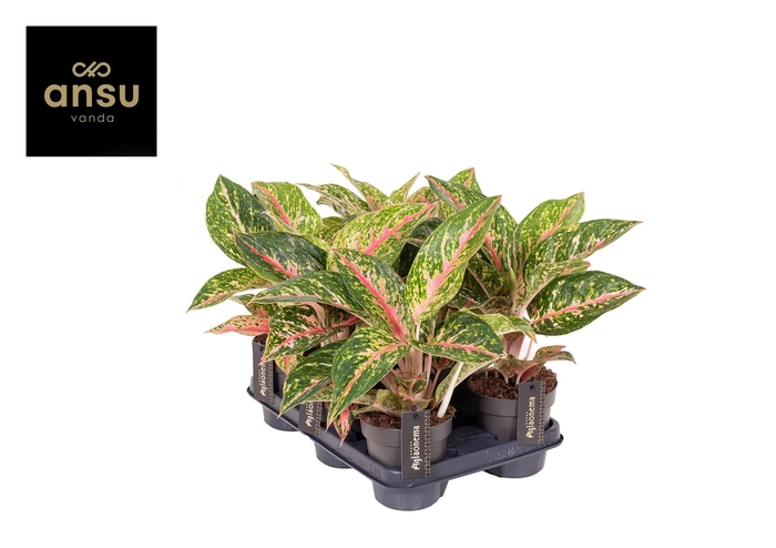 <h4>Aglaonema   ...</h4>