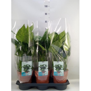 Homalomena wal. 'Camouflage'