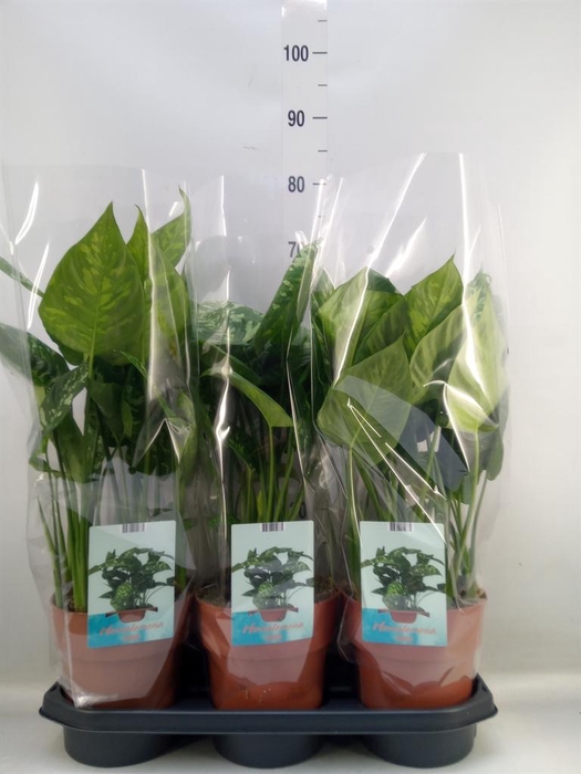 <h4>Homalomena wal. 'Camouflage'</h4>