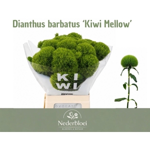 Di Barb Kiwi Mellow Xxl