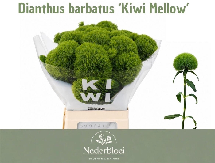<h4>Di Barb Kiwi Mellow Xxl</h4>