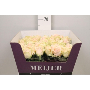 R Gr Sweet Avalanch+