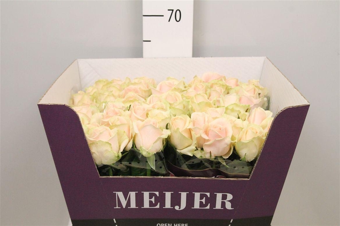 <h4>R Gr Sweet Avalanch+</h4>