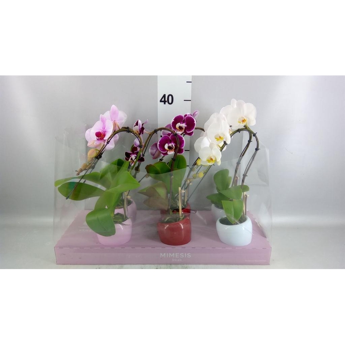 <h4>Phalaenopsis   ...</h4>