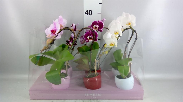 Phalaenopsis   ...