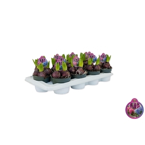 Hyacint Trio Roze-Paars-Blauw