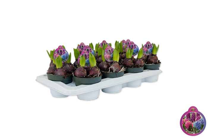 <h4>Hyacint Trio Roze-Paars-Blauw</h4>
