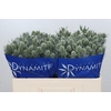 Eryngium Silver Dynamite