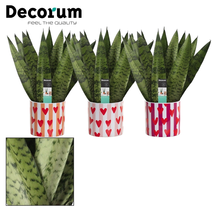 <h4>Sansevieria Zeylanica Fan 12 cm in Noura (Bubblicious-collection</h4>