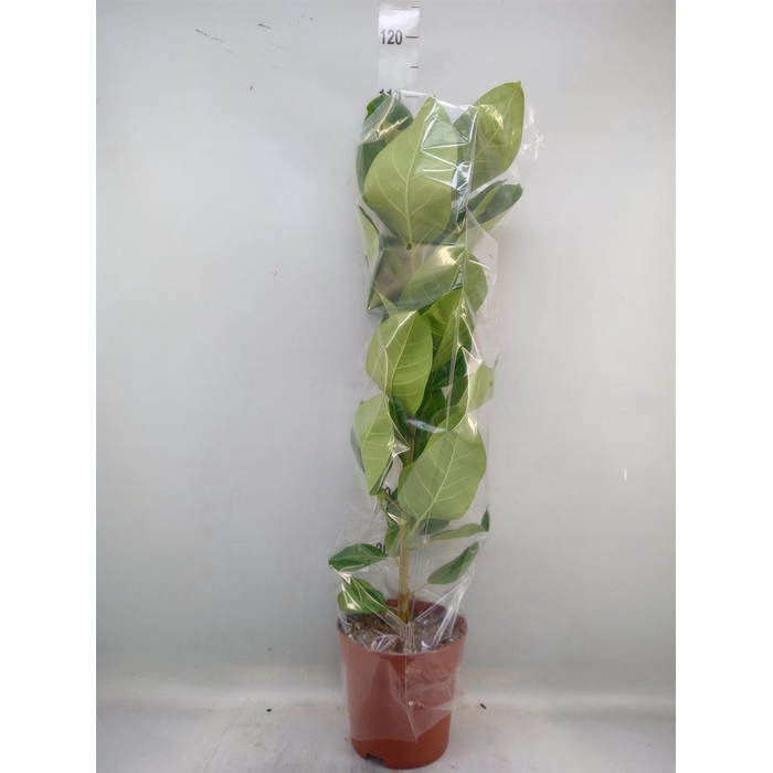 <h4>Ficus altissima</h4>