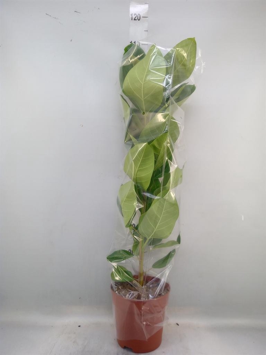 Ficus altissima