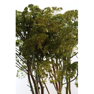 Foeniculum Vulgare