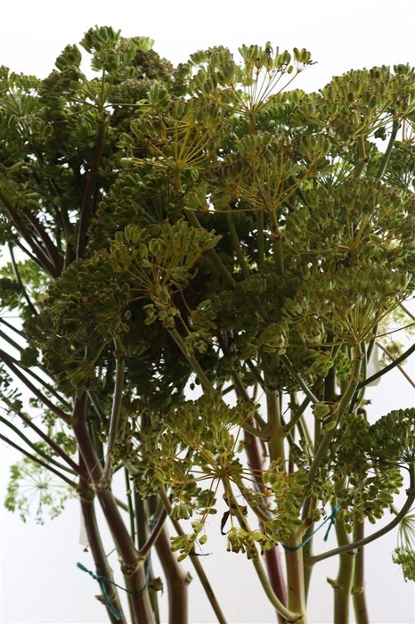 <h4>Foeniculum Vulgare</h4>