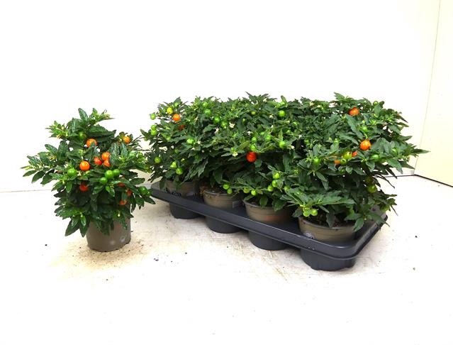 Solanum Megaball 13Ø 35cm