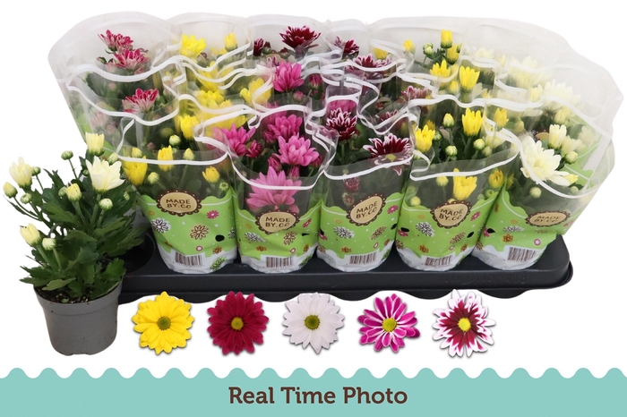 <h4>CHRYS GEM 5 KL</h4>