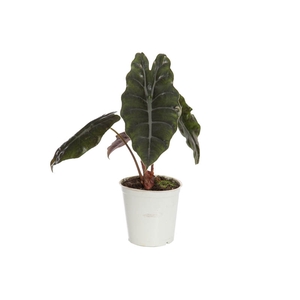 ALOCASIA CHANTRIERI P12