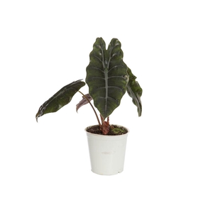 ALOCASIA CHANTRIERI P12