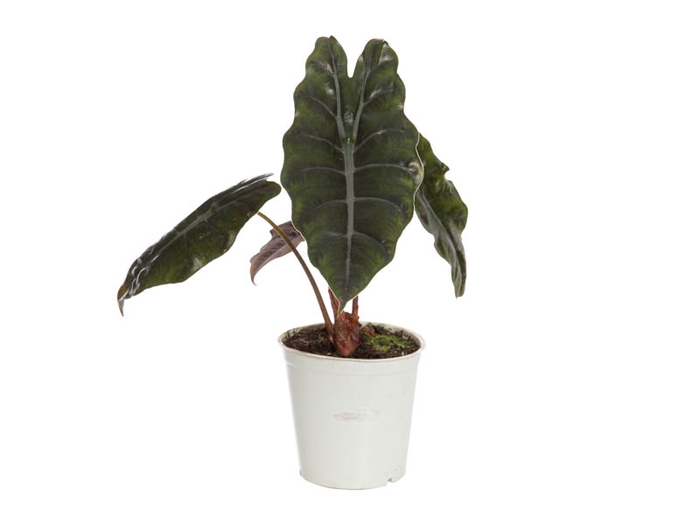 <h4>ALOCASIA CHANTRIERI P12</h4>