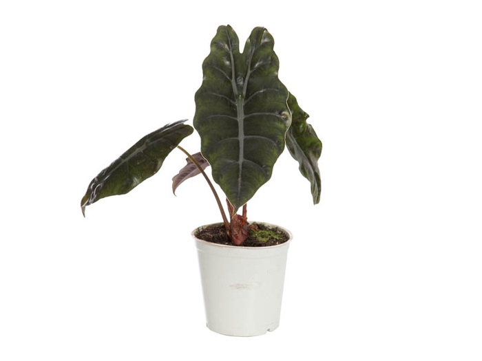 ALOCASIA CHANTRIERI P12