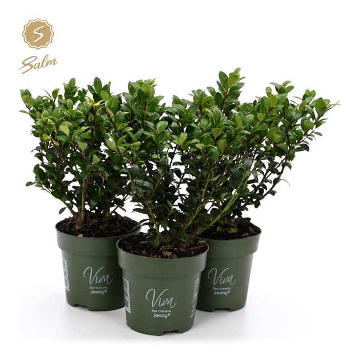 <h4>Viva Ilex crenata 'Jenny'® P10</h4>