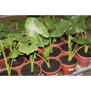ALOCASIA MACRORRHIZOS P24